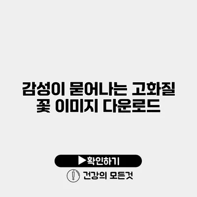 감성이 묻어나는 고화질 꽃 이미지 다운로드